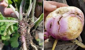 Root maggots kan være en smerte for enhver gartner. The Quest For Lorsban Alternatives For Cabbage Maggot Control In Brassica Root Crops 2018 Trials Vegetables
