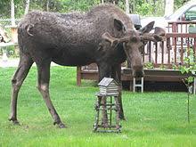 Moose Wikipedia