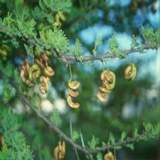 Image result for Cryptocarya transvaalensis