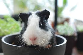 Grey white crested guinea pig. 300 Adorable Guinea Pig Names For Your New Piggy Pal S Animallama