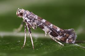 Image result for Scleria gracillima