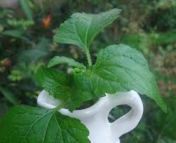 Entre Ombre et Lumière:Herbes... pas si Folles - Le blog de fryou