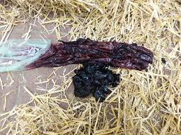 Intestinal Diseases In Cattle Digestive System Merck Veterinary Manual