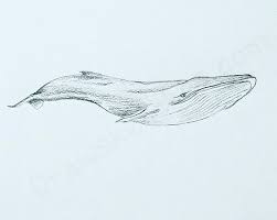 How to draw a blue whale. How To Draw A Blue Whale Album On Imgur