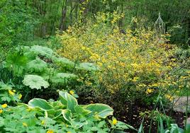 Image result for Kerria japonica