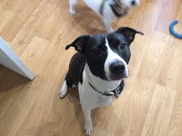 Pin On Breeds I Want