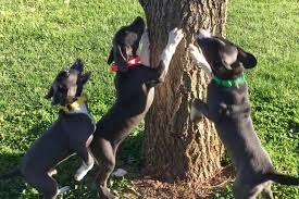 Check spelling or type a new query. Mountain Cur Dog Breed Information American Kennel Club