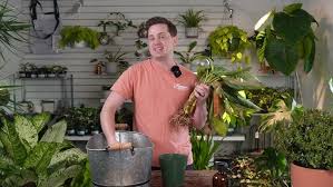 How Fast Do Anthuriums Grow? – Cafe Planta