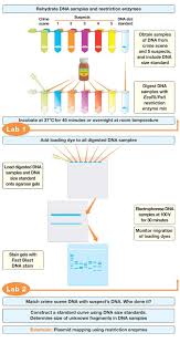 Forensic Dna Fingerprinting Kit Flowchart Dna Fingerprinting Biology Worksheet Forensics