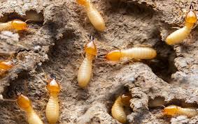 Jun 28, 2020 · how long do termite bait stations last? Termite Baiting Termite Monitoring Treatments In Nc