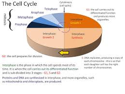 prokaryotes divide by binary fission why cant eukaryotes