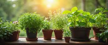 Cozy balcony herb garden