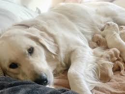 The golden retriever is an excellent choice for a family pet, and though a sporting breed, it is one of the most adaptable. Golden Retriever Puppies Gibsonia Pa Home Facebook