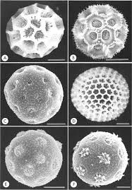 Image result for Celosia stuhlmanniana