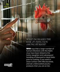 On 18 february 2021, the national ihr focal point for the russian federation notified who of detection of avian influenza a (h5n8) in seven human clinical specimens. Bird Flu Here S All You Need To Know About It