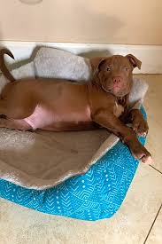 Villalobos pitbull rescue has the main goal to give pit bulls another chance in life. Looking To Adopt A Pet Here Are 4 Cuddly Canines To Adopt Now In Orlando