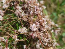 Image result for Cuscuta planiflora