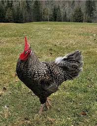 Desde urban roosters, te traemos la primera edición de la bsf arena freestyle. Why I Don T Keep A Rooster In My Chicken Flock Fresh Eggs Daily