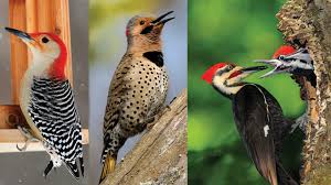 Learn About Woodpeckers Mass Gov Animals Hatched From Eggs Animals Bird Pictures