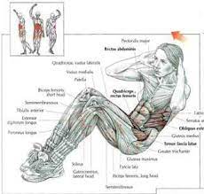 Your rib cage plays three important roles within your musculoskeletal system:: Latest Blog Effective Rib Cage Workout