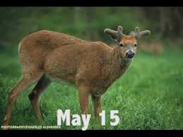 Deer Antler Growth Timeline Youtube