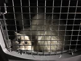 But should you adopt a male or a female? 100 Persian Cats Rescued From An Overwhelmed Breeder Now Under The Care Of Central New York Spca Donations Needed World Animal News