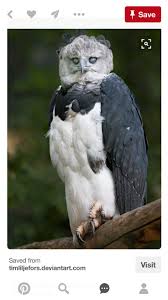 Creepy Bird With Big Eyes I Love Owls But This Is One Scary Looking Little Old Creepy Man Owl Animals Animals Beautiful Animals Wild