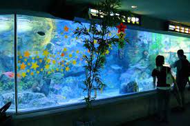 Lokasinya yang strategis membuat bandara dan pelabuhan hongkong menjadi tempat transit bebas pajak sebelum barang dagangan, didistribusikan dari dan menuju china daratan, jepang, dan korea. Cara Membuat Aquarium Air Laut Dan Tawar Untuk Ikan Hias