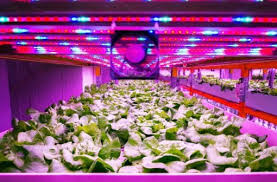 Just outside the violet end of the spectrum begins the ultraviolet category, with a wavelength from 10 nm to 400 nm. Want The Best Uv Grow Light 5 Of The Best That Work
