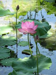 Set where you live, what language you speak, and the currency you use. Lotus Au Jardin Botanique De Montreal Photo Genvi Lotus Flower Pictures Water Lilies Painting Flower Pictures