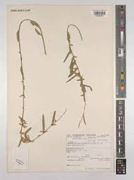 Image result for Ophrestia radicosa