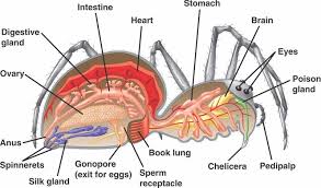 Respiration And Regulation The Spider