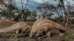 Cowboy boots sold in the U.S. fueled the decline of pangolins