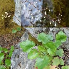 We did not find results for: Forest Wildflowers White Mount Rainier National Park U S National Park Service