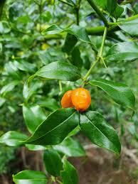 Image result for Cassinopsis