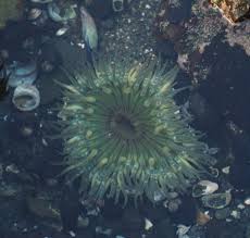 Image result for Aneilema termitarium