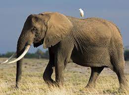 African elephants the african elephant, (loxodonta africana), is also known as the 'african bush elephant'. Stop The Illegal Wildlife Trade African Elephants At Growing Extinction Risk From Poaching And Habitat Loss The Independent