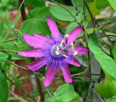 Image result for Passiflora vitifolia