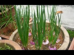 Maybe you would like to learn more about one of these? How To Plant And Grow Onions In Pots Ù¾ÛŒØ§Ø² Very Easy Complete Guide Hindi Urdu Youtube