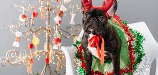 The following french bulldog elk costume features hat and ankle cuffs with red jingle bell flairs, and green tunic. Top 10 French Bulldog Christmas Outfits In 2020 French Bulldog Breed