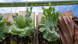 Image result for Platycerium