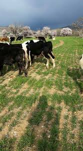 Mandeln Baum Bluten Kue Gras Fressen Karandere Koyu Dorf Sereflikochisar Turkey