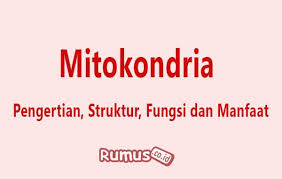 Dna mitokondria mengandung 37 gen, yang semuanya penting untuk fungsi mitokondria normal. Fungsi Mitokondria Pengertian Struktur Fungsi Dan Manfaatnya