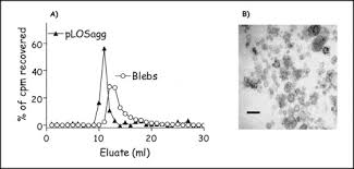 Maybe you would like to learn more about one of these? Biochemical And Functional Characterization Of Membrane Blebs Purified From Neisseria Meningitidis Serogroup B Journal Of Biological Chemistry