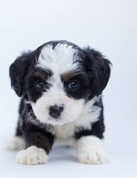 Lebenswoche von der welpengruppe in die Der Berner Sennenhund Welpe Berner Sennenhund Welpen