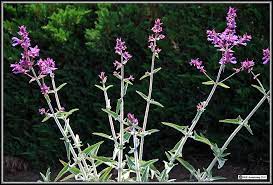 Sage tea is an aromatic infusion made from the leaves of common sage (salvia officinalis), a herb in the same family as mint. Sages Salvia
