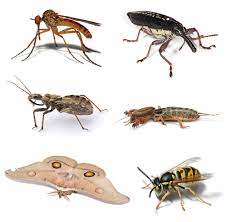 • pest (noun) the noun pest has 4 senses: Insect Pashto Language Meaning Of Insect