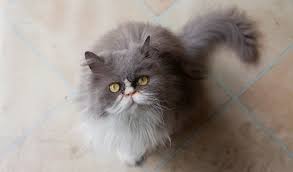 This video was very much needed because people who are keeping persian cats in india, should know. Persian Cat Breed Information