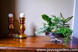Dish gardens are unique gift for the plant lovers in your life. Dish Gardening 101 Designing Planting Care Joy Us Garden