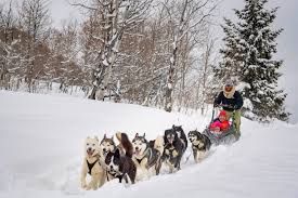 Dog Sledding in Park City | Winter Fun with Huskies